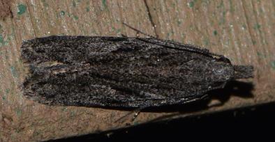 Anarsia lineatella